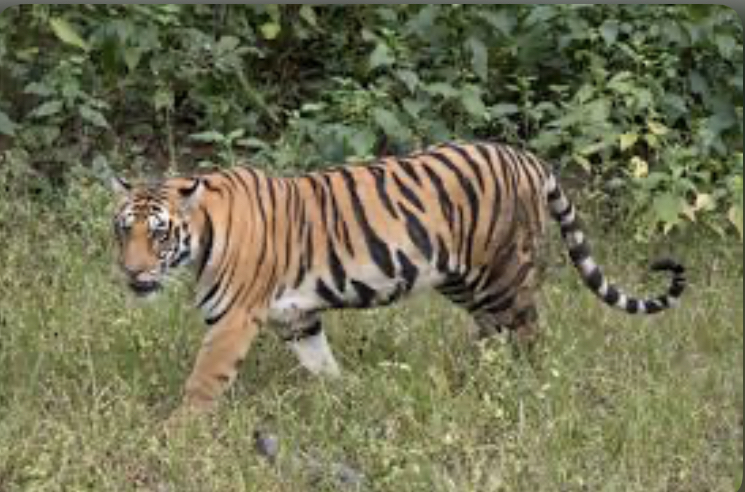 नेपालको प्रतिबद्धता अनुसार दोब्बर हुँदै पाटे बाघ