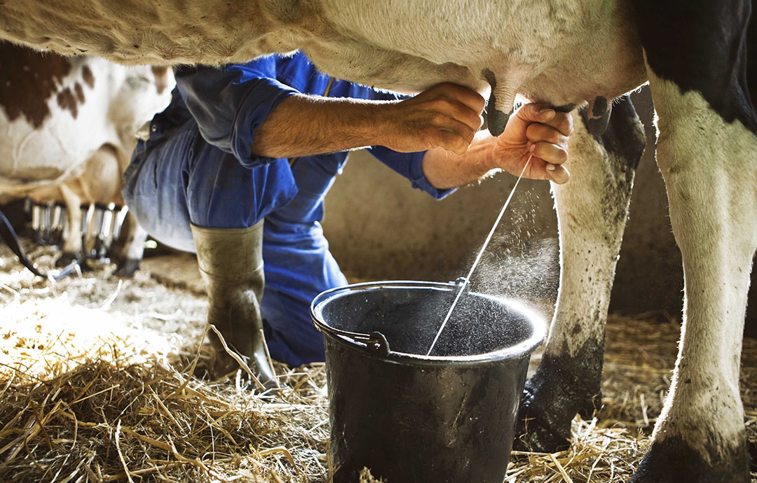दूध उत्पादक किसानलाई प्रोत्साहन